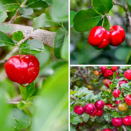 Wivolibe Barbados cherry seeds package ready for home germination and gardening
