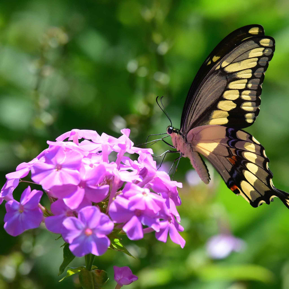 Wivolibe phlox attracts bees and butterflies for pollinator-friendly landscapes