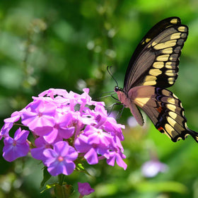 Wivolibe phlox attracts bees and butterflies for pollinator-friendly landscapes