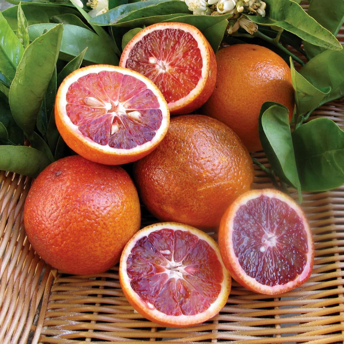 Wivolibe Blood Orange fruit ready for fresh juice and snacking.