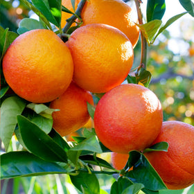 Wivolibe Blood Orange tree sunlit leaves highlight aroma and curb appeal.