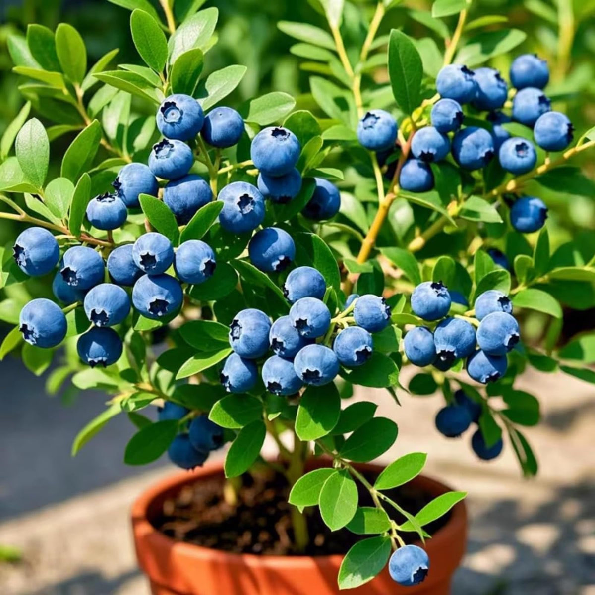 Wivolibe blueberry fruit ready for harvest for fresh eating.