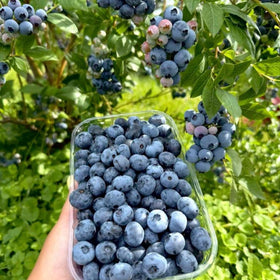 Wivolibe blueberry seedling in pot for indoor or outdoor growing.