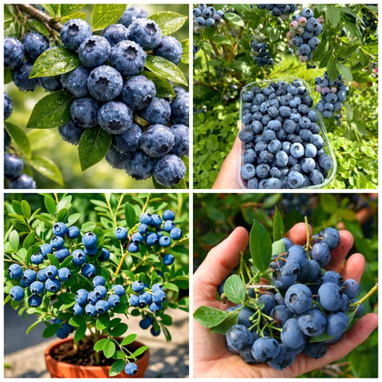 Wivolibe blueberry seeds bundle ready to grow toward a perennial harvest.
