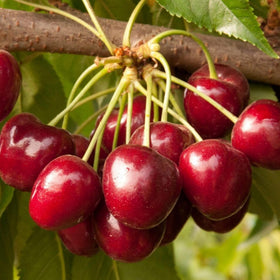 Wivolibe blueberry seeds pack ideal for nutrient rich soil and new berries