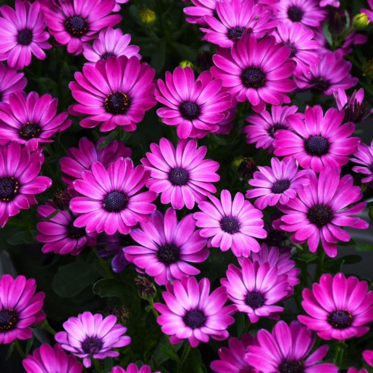 Wivolibe border garden purple daisy flowers brighten outdoor beds.