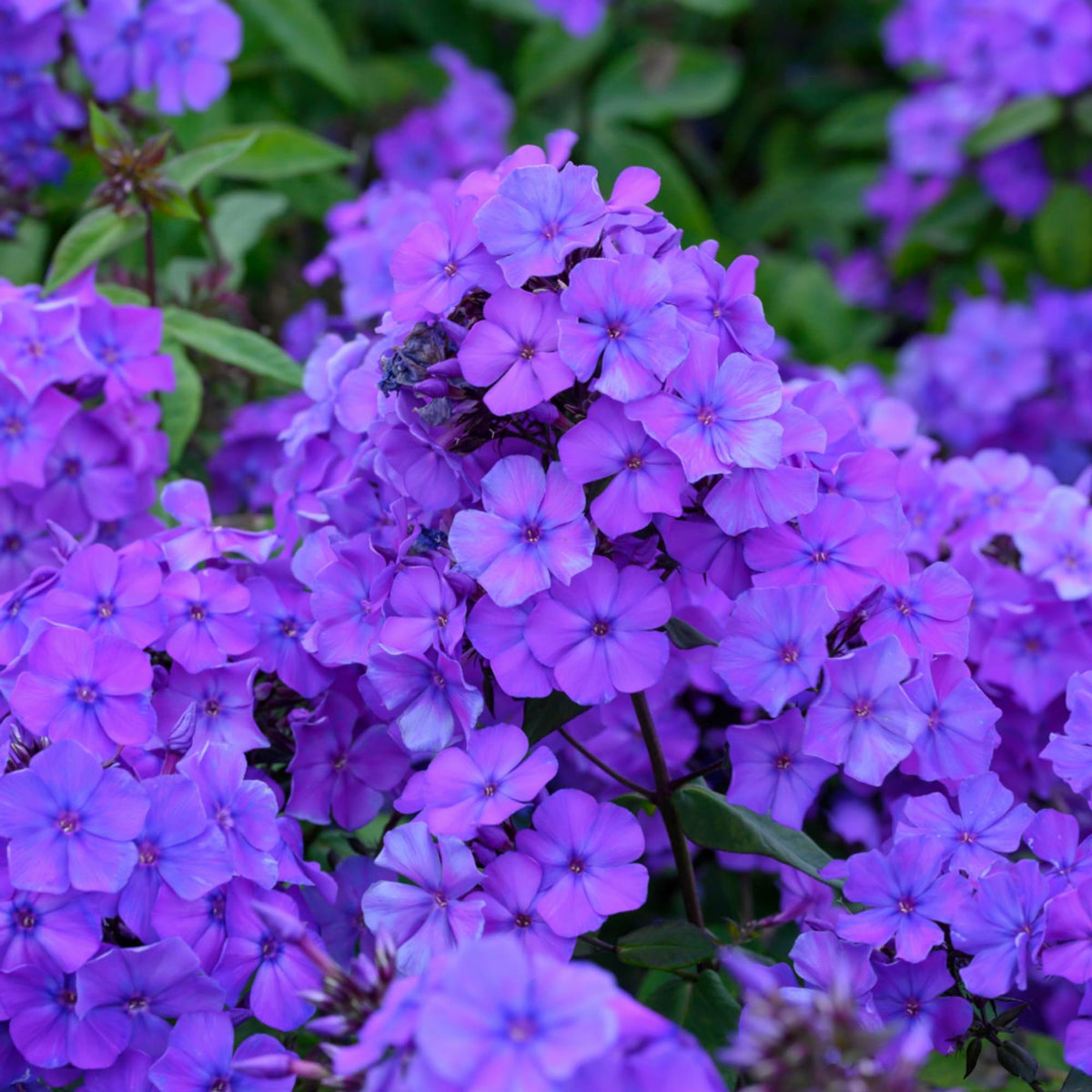 Wivolibe bright mixed phlox flowers add bold color to borders and containers.