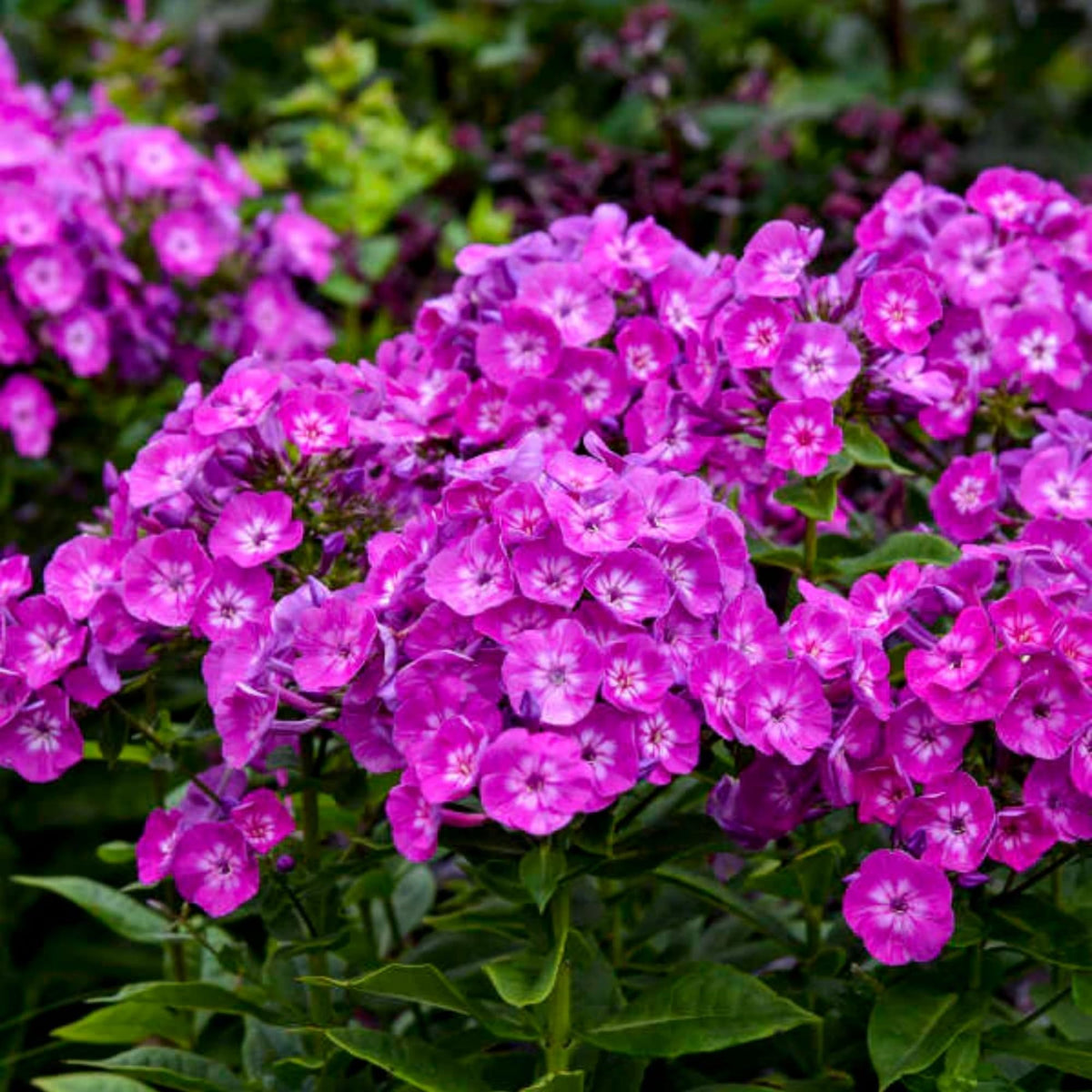 Wivolibe clusters deliver seasonal color without heavy maintenance.