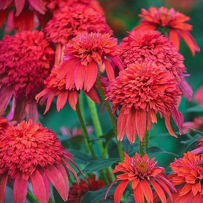 Wivolibe butterfly-friendly coneflowers invite lively pollinators to the yard