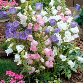 Wivolibe Campanula Canterbury Bells thrive in neutral to alkaline soil