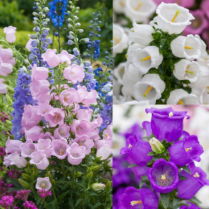 Wivolibe Campanula Canterbury Bells seeds pack for heirloom color in borders