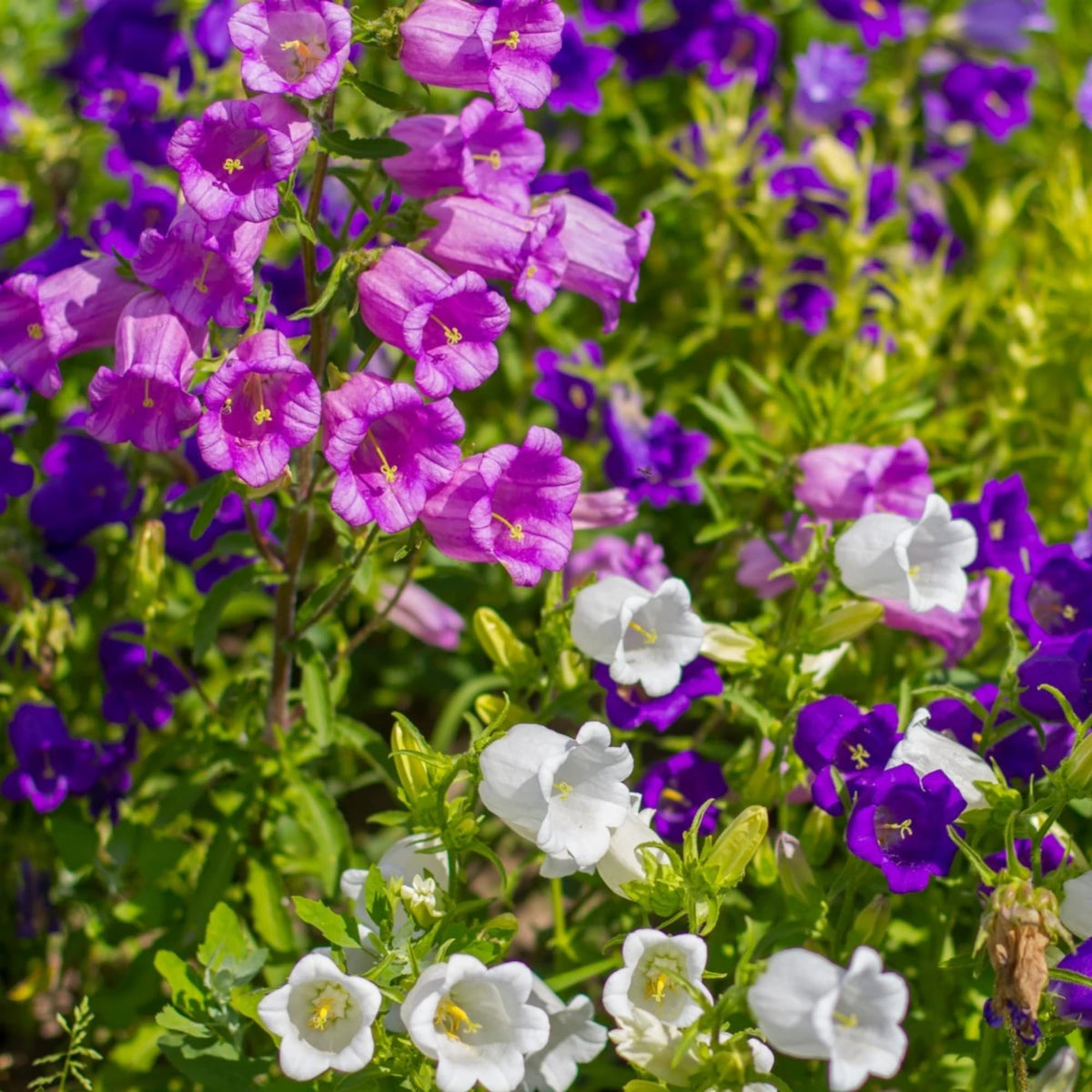 Wivolibe Campanula Canterbury Bells tall stems in garden border