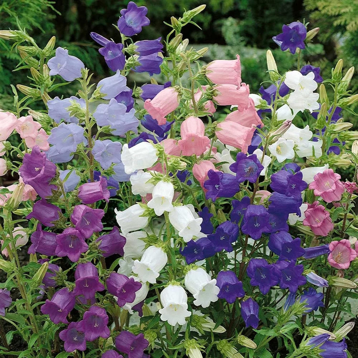 Wivolibe Campanula Canterbury Bells white bell-shaped blossoms for arrangements