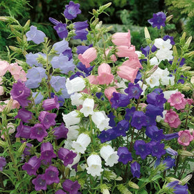 Wivolibe Campanula Canterbury Bells white bell-shaped blossoms for arrangements