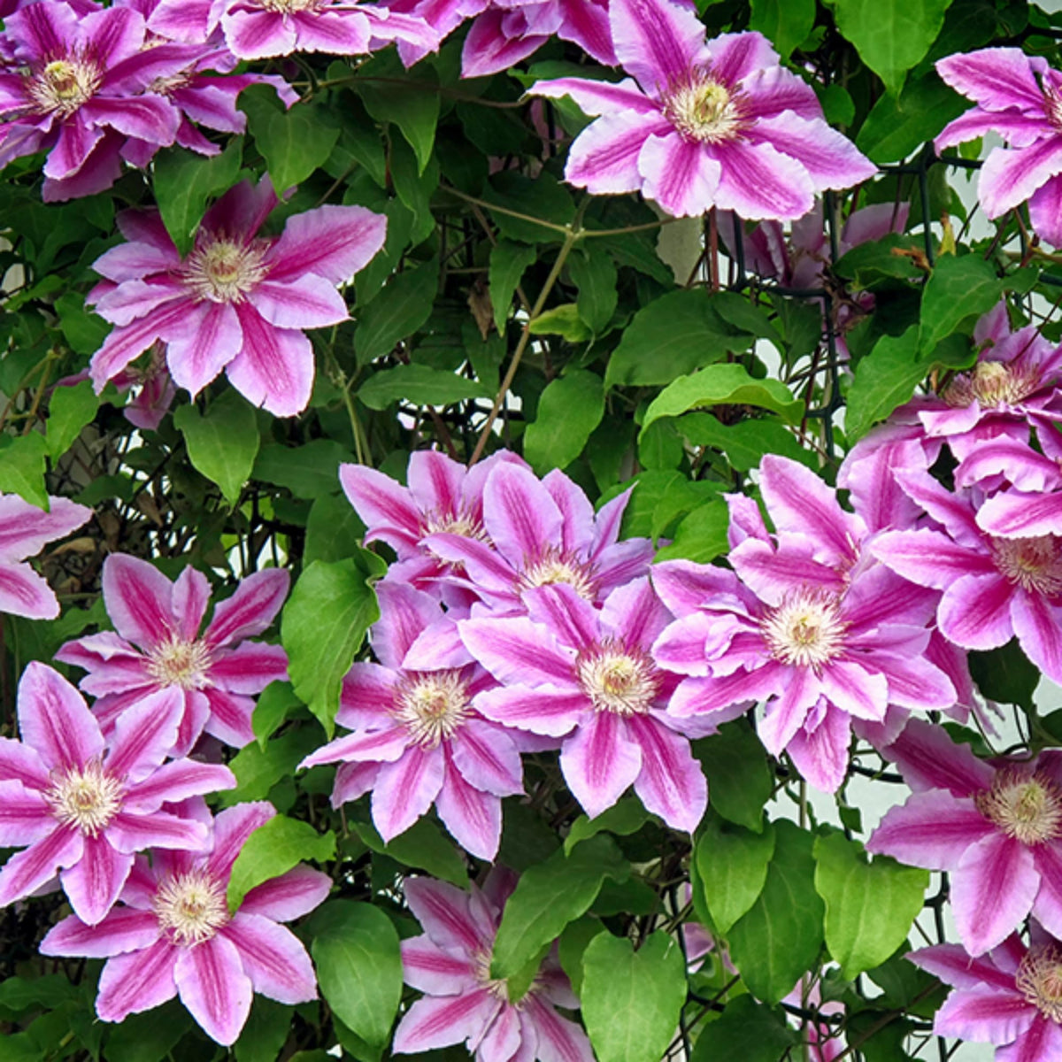 Wivolibe climbing clematis vine supports vertical growth with showy summer display.