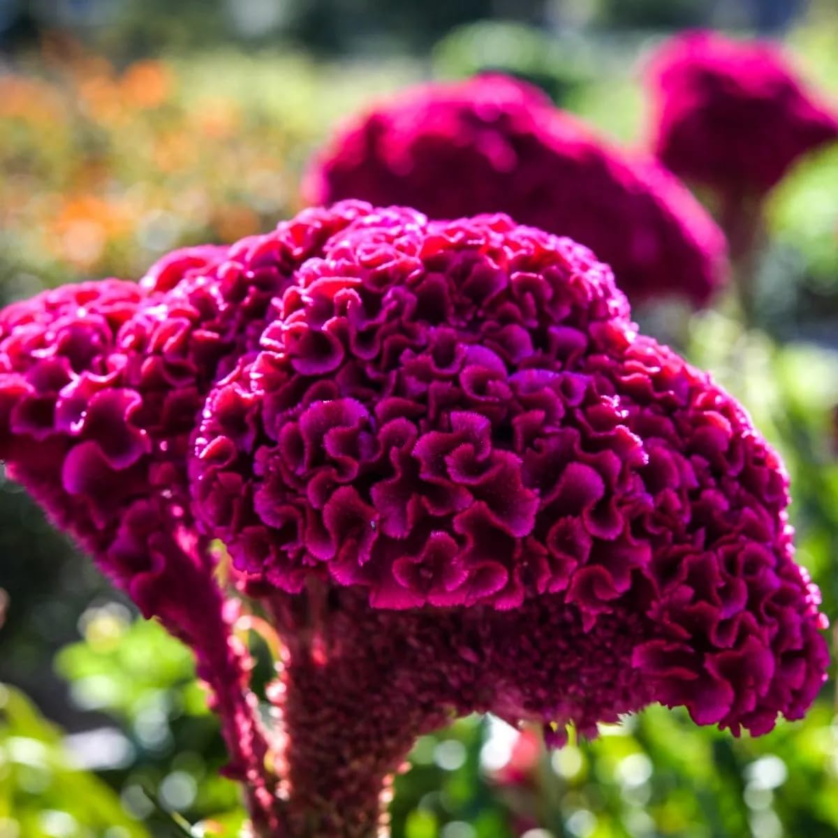 Wivolibe cockscomb dwarf-flower bloom, ideal for warm-season color in borders.