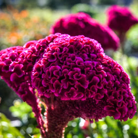 Wivolibe cockscomb dwarf-flower bloom, ideal for warm-season color in borders.