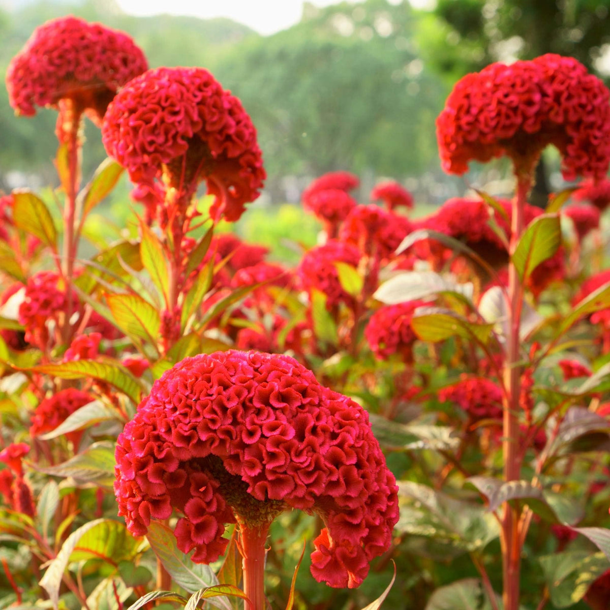 Wivolibe cockscomb thriving in full sun, ideal for heat-loving outdoor beds.