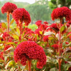Wivolibe cockscomb thriving in full sun, ideal for heat-loving outdoor beds.