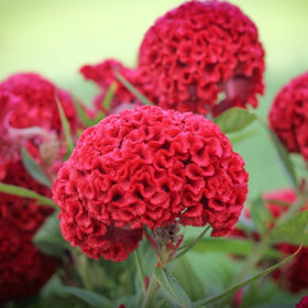 Wivolibe cockscomb leaves and young flowers, edible for fresh or dried arrangements.