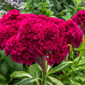 Wivolibe cockscomb seeds packet ready for sunny garden beds to add vibrant color.