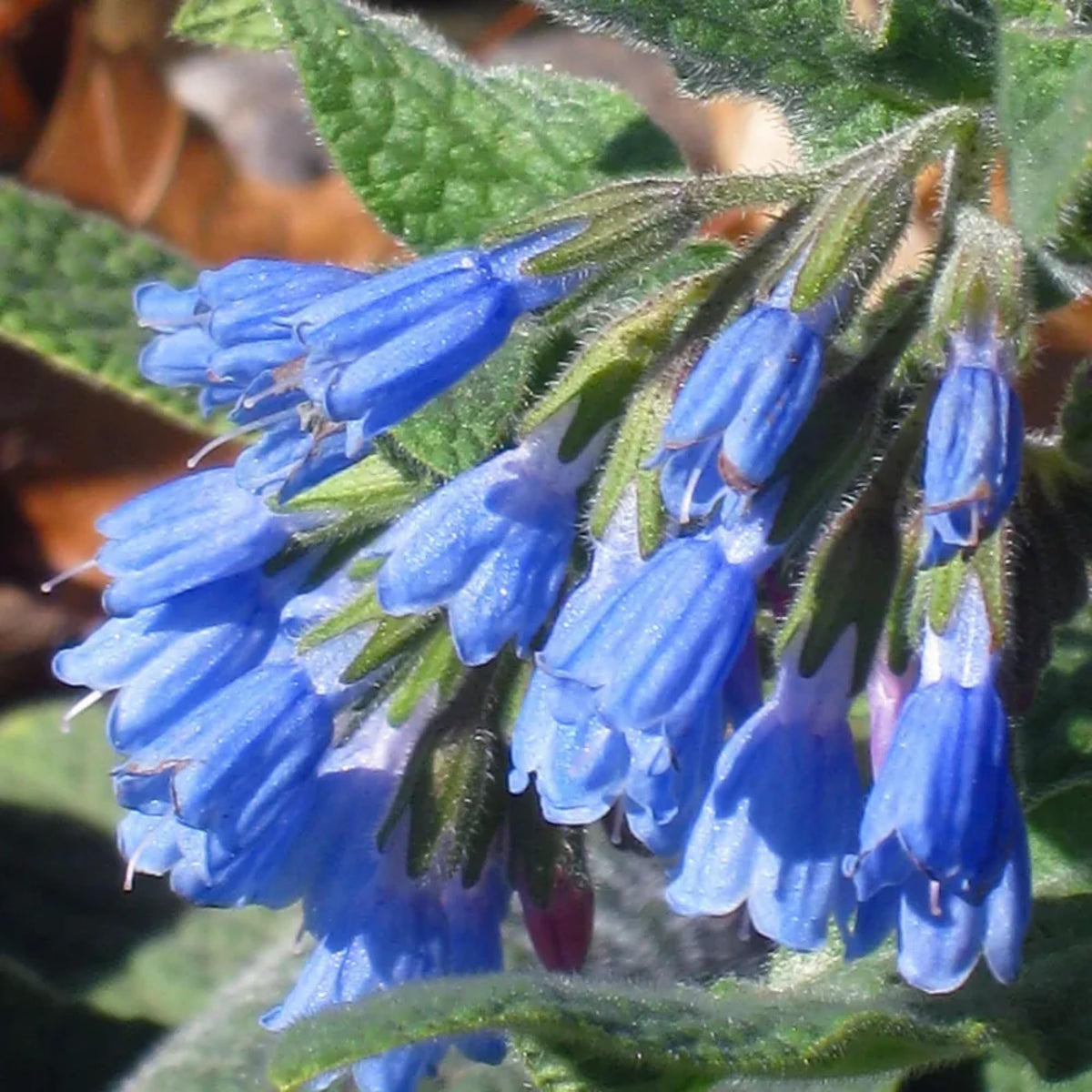Wivolibe Comfrey compost-benefit, leaves hint at soil nourishment.