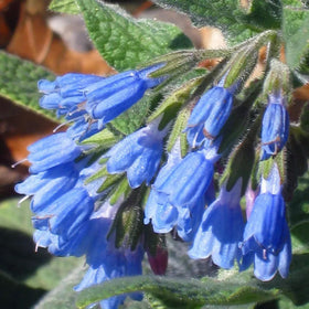 Wivolibe Comfrey compost-benefit, leaves hint at soil nourishment.