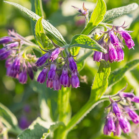 Wivolibe Comfrey Garden Plot, plant-ready bed receiving full sun.