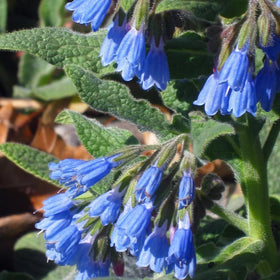 Wivolibe Comfrey Seeds closeup surface, showing seeds ready to sow.