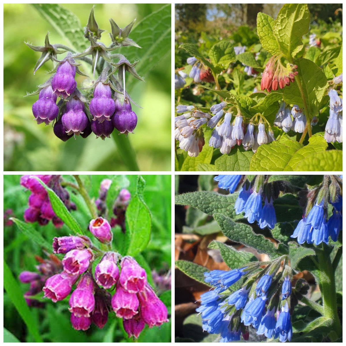 Wivolibe Comfrey Seeds front-pack view, ideal for easy garden start.