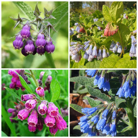 Wivolibe Comfrey Seeds front-pack view, ideal for easy garden start.