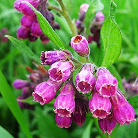 Wivolibe Comfrey Seeds soak-prep, pre-soaked to boost germination.