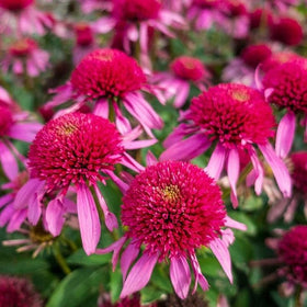 Wivolibe coneflower germination tips image supports steady seed sprouting