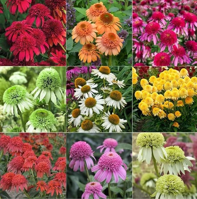Wivolibe coneflower mix seeds ready for colorful perennial beds