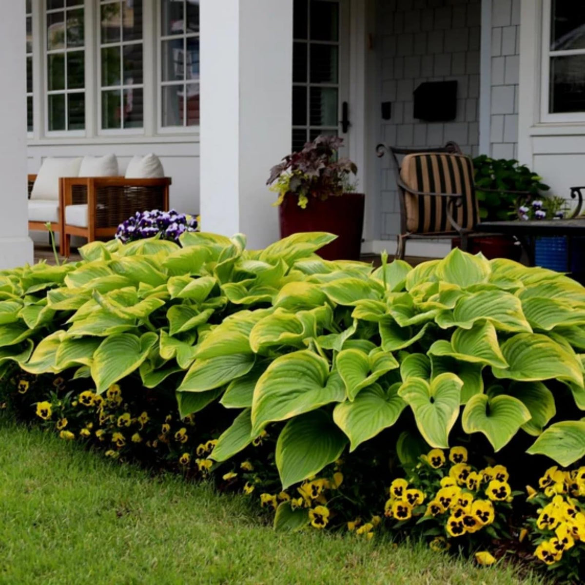 Wivolibe container-friendly hosta plants for balcony and small gardens