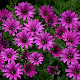 Wivolibe container garden purple daisy for sunny patios.