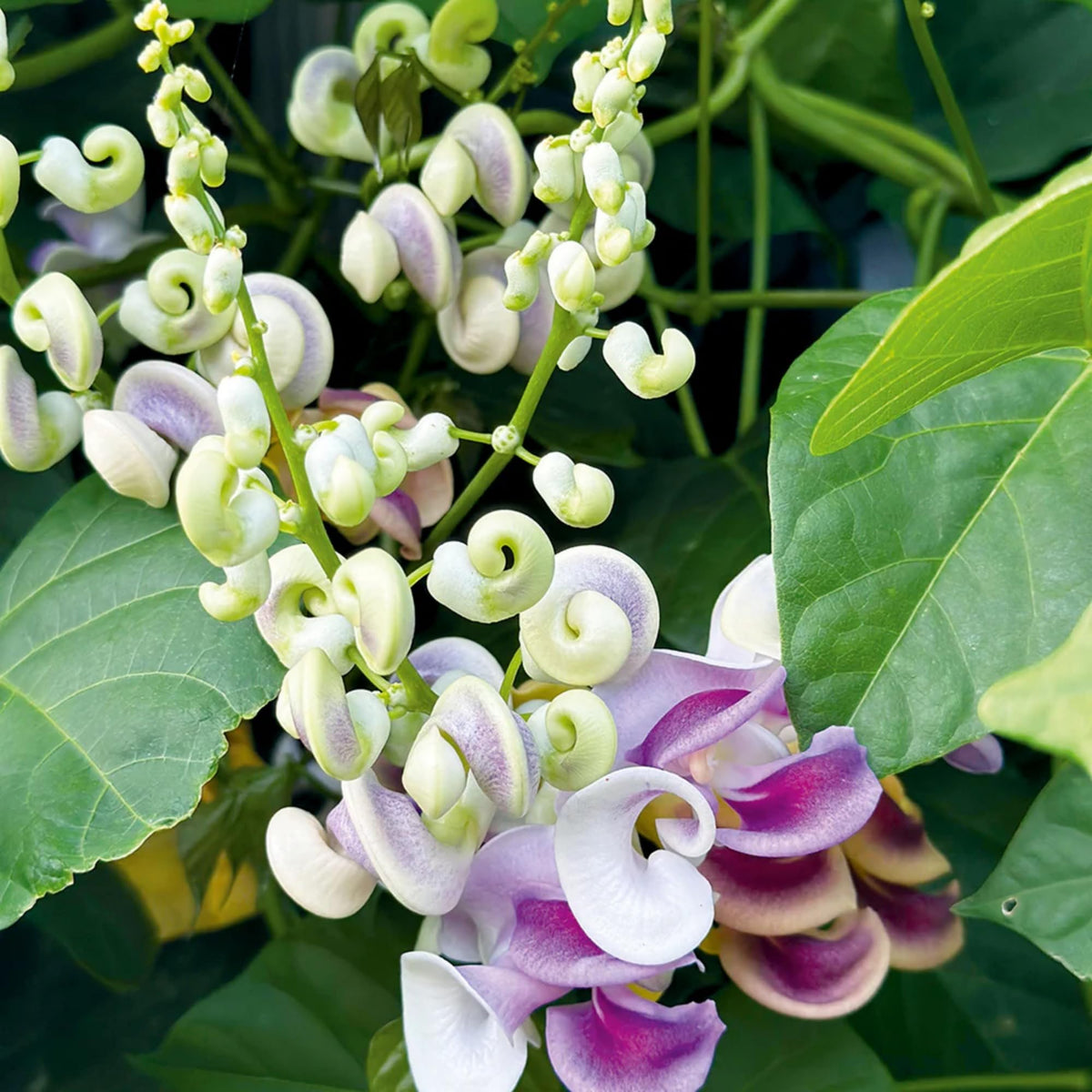 Wivolibe corkscrew vine seeds close-up ideal for vertical trellis growth