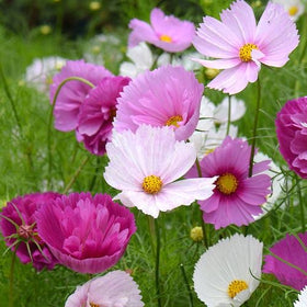 Wivolibe cosmos flowers ideal for cutting bouquets