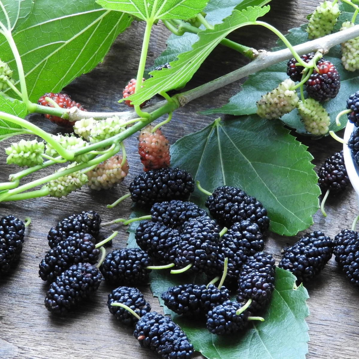 Wivolibe cranberry seeds pack for acidic soil and autumn berries