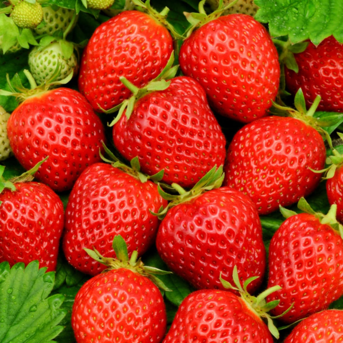 Wivolibe cream strawberry fruit close-up showing ripe, juicy texture.