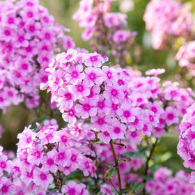 Wivolibe creeping ground-cover phlox forms dense mats across the soil.