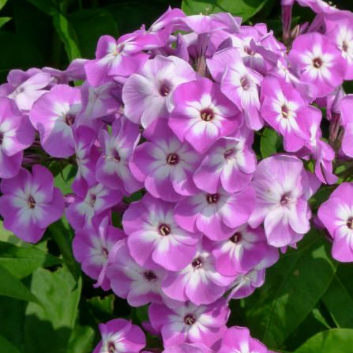 Wivolibe creeping phlox ground cover forming a dense carpet in a garden