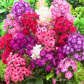 Wivolibe creeping phlox seeds for low-maintenance sunny gardens