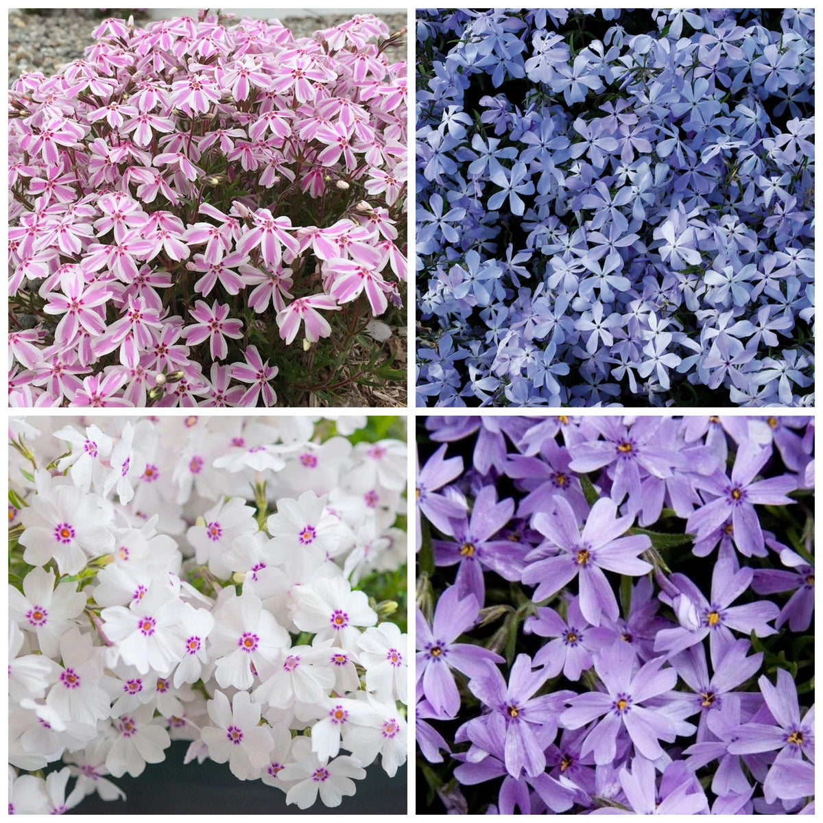 Wivolibe creeping phlox seeds packet for colorful borders.