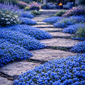 Wivolibe creeping thyme aroma attracts butterflies and bees in the garden
