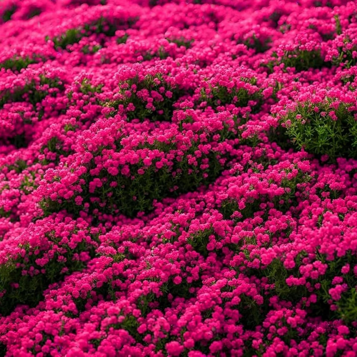 Wivolibe creeping thyme border edge in a garden setting.