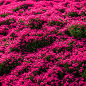 Wivolibe creeping thyme border edge in a garden setting.