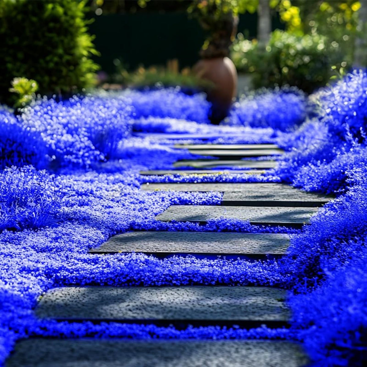 Wivolibe creeping thyme direct-sow in well-drained soil for durable ground cover