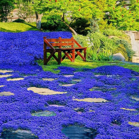 Wivolibe creeping thyme ground cover in a sunny border garden