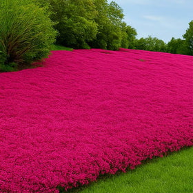 Wivolibe creeping thyme ground cover planting in sunny soil.